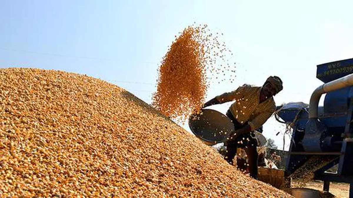 Govt to start maize purchase by distillers at guaranteed price from farmers