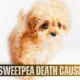 Sweetpea Death Cause, What Happened To The Youngest Puppy Bowl's SMallest Player?