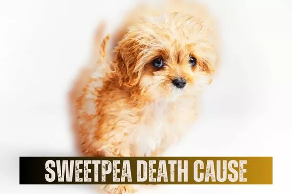 Sweetpea Death Cause, What Happened To The Youngest Puppy Bowl's SMallest Player?