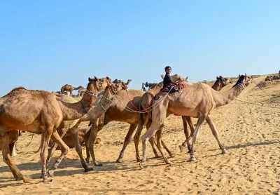 Allahabad HC asks Meerut cops to release camels to owner