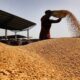 Centre issues order on wheat stock declaration by traders to keep prices in check