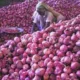 Govt allows export of onion to Bangladesh, UAE with riders