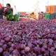 Govt directs NCCF, NAFED to start buying 5 lakh tonnes of onion directly from farmers