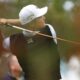PGA TOUR Korea's Lee charges into title contention at Valspar Championship