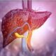 Mice study unravels new insights to boost treatment of liver fibrosis
