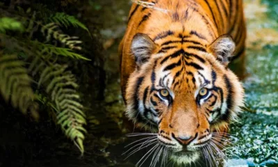 Rare Wildlife Encounters in India: Uncovering Unique Species and Exotic Locations