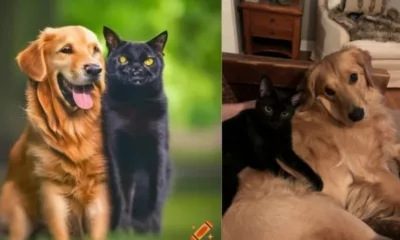 'Black Cat and Golden Retriever' Relationship Trending TikTok Phrase Meaning