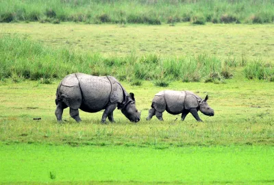 Assam: One injured in rhino attack, another in firing by forest guard