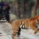 Video clip showing sloth bear getting chased by tiger thrills netizens