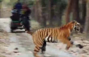 Video clip showing sloth bear getting chased by tiger thrills netizens