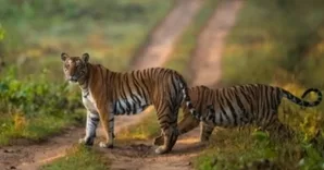 TN forest dept warns motorists to avoid speeding in Anamalai Tiger Reserve area
