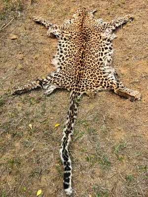 Two held with leopard skin in Odisha