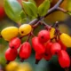 Boost Your Wellbeing with Berberine: Learn About Its Amazing Benefits!