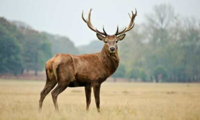 Chronic Wasting Disease: Death of 2 hunters in US raises fear of zombie deer disease spreading in humans