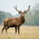 Chronic Wasting Disease: Death of 2 hunters in US raises fear of zombie deer disease spreading in humans